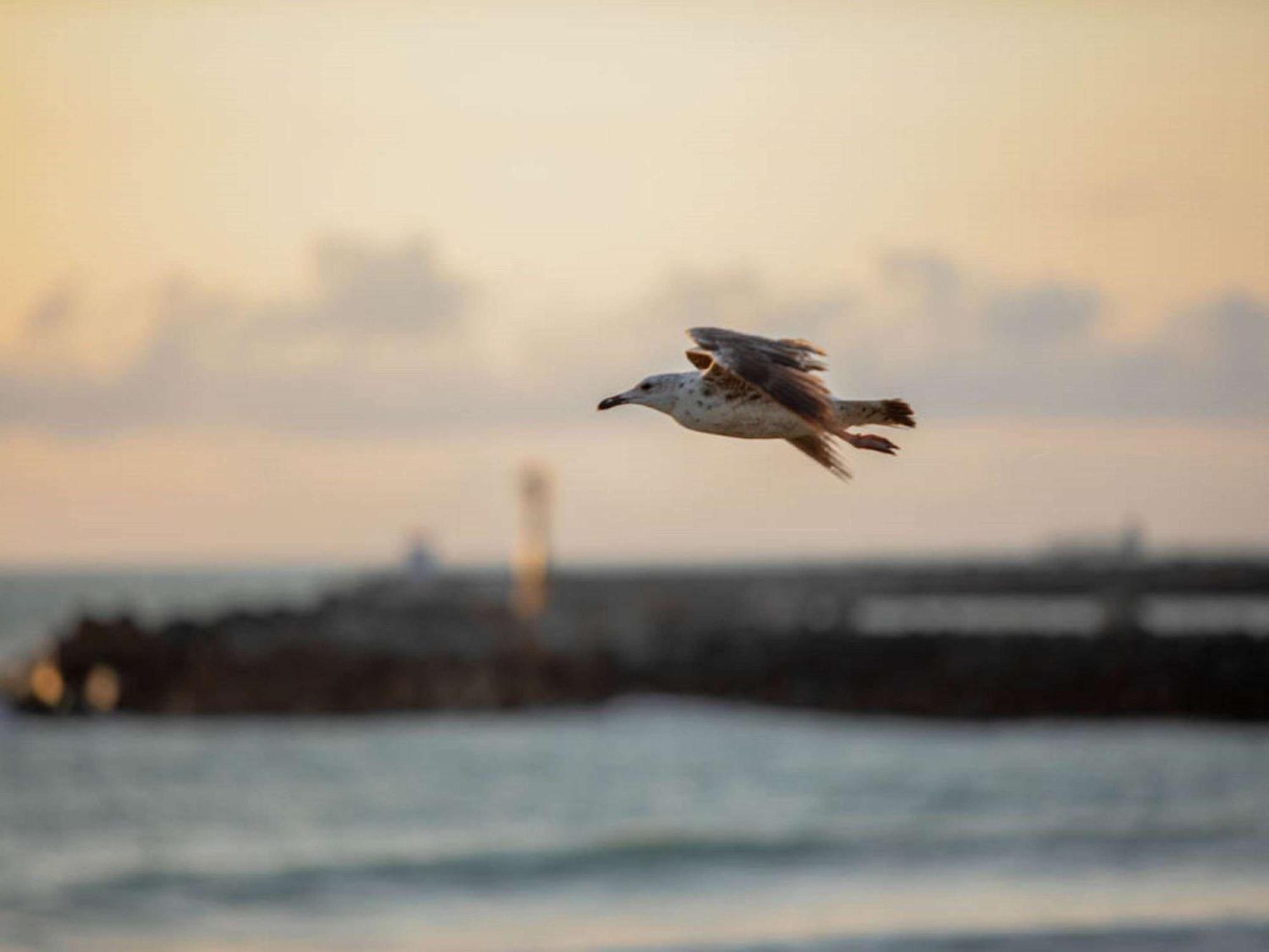 Ibis Budget Ciboure St-Jean-Luz Eksteriør bilde